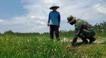Dukung Potensi Peternakan, Satgas TMMD 110 Bojonegoro Bantu Marjuki Cari Pakan 